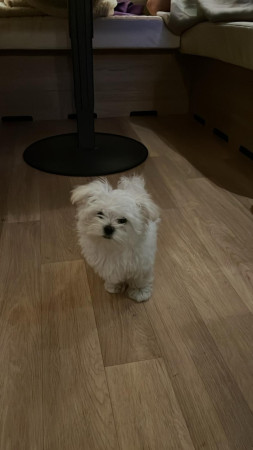  4-10-25 Lot wenst haar familie leden een fijne dierendag